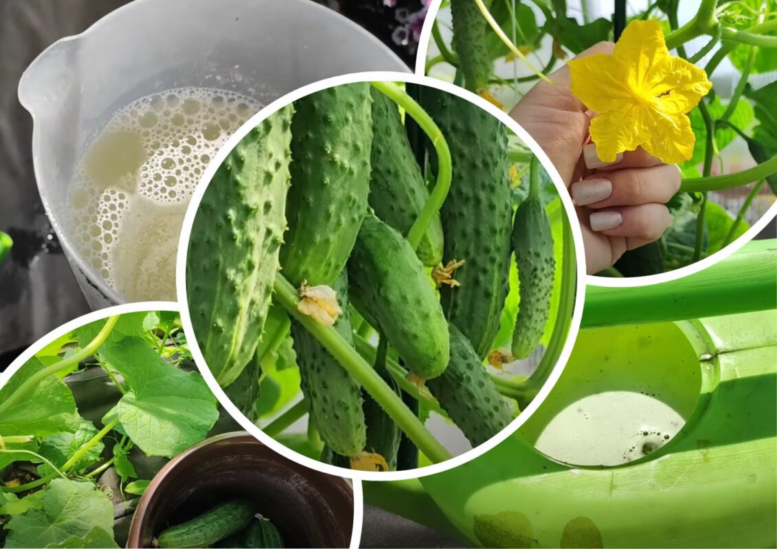 Садівники пояснили, в які дні та час у жодному разі не варто пасинкувати огірки