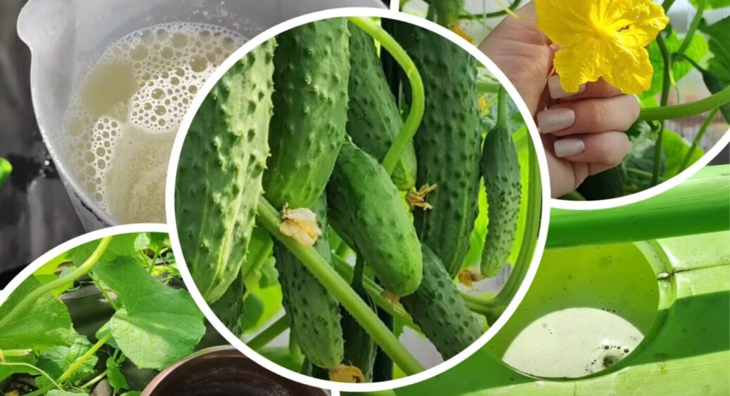 Заборонений день для пасинкування огірків: коли НЕ можна – на кущах “місця живого” не буде 