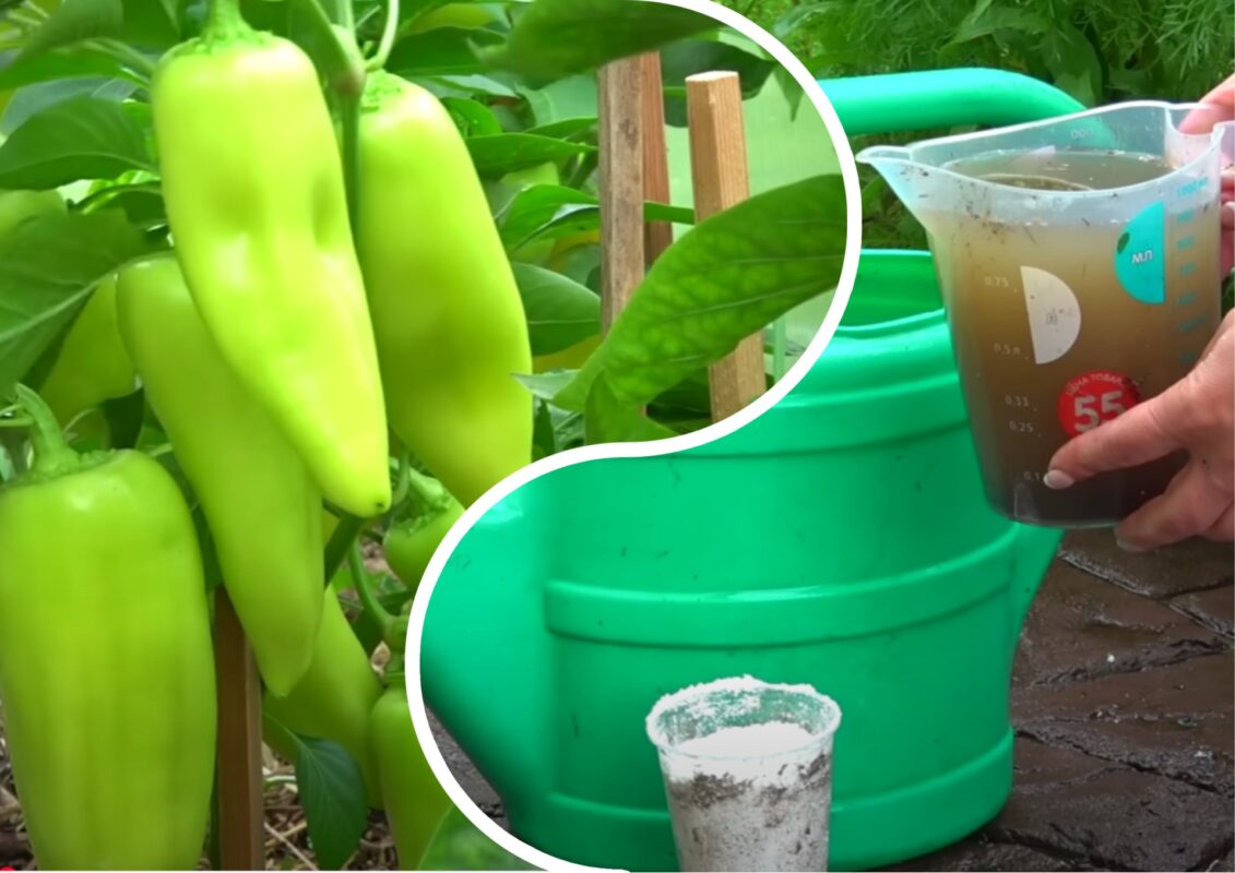 Городники розповіли про засіб, після якого на перцях зав'яжеться сотні плодів