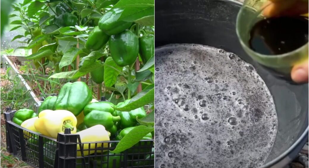 Щось солоденьке: так завжди робила моя бабуся і перців було в 10 разів більше, ніж у сусідів 