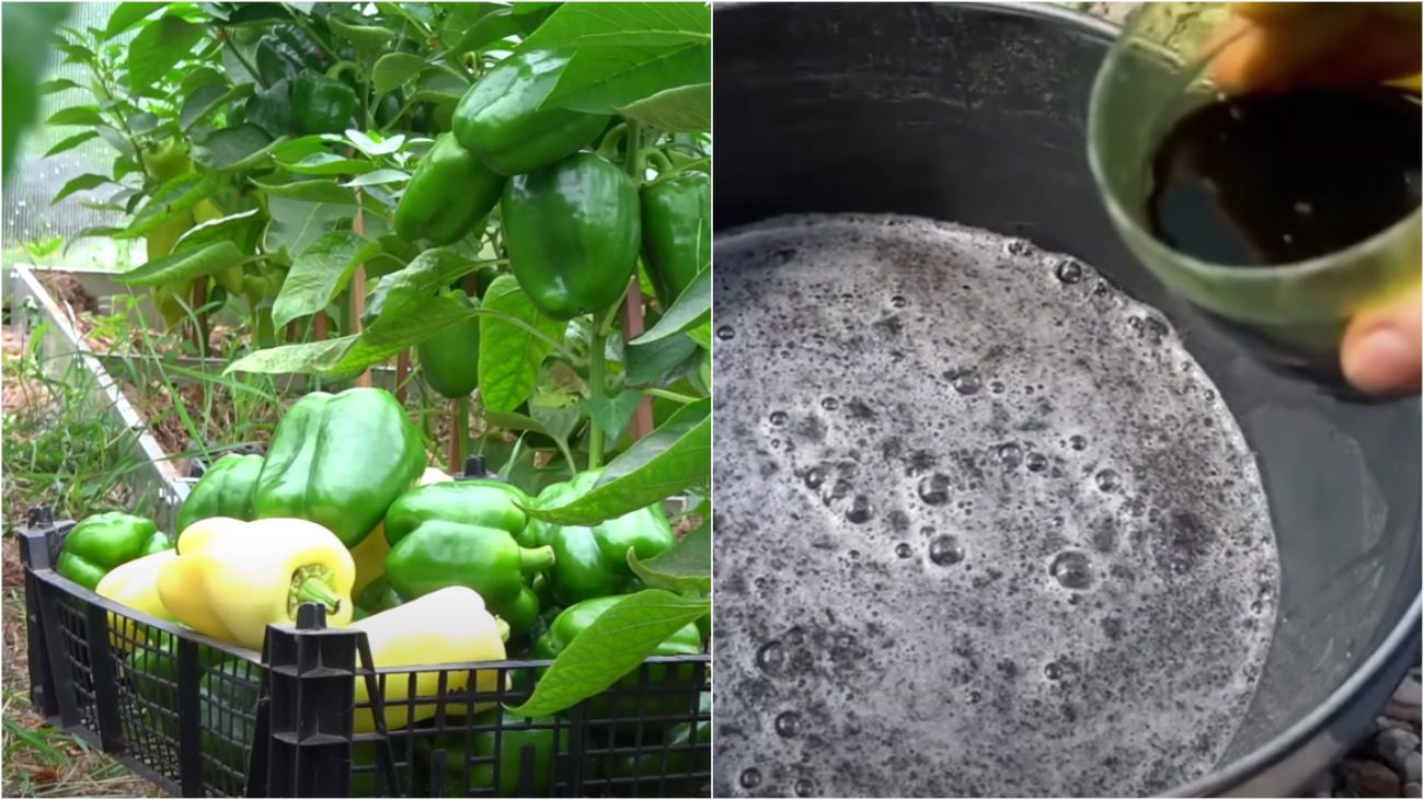 Городники розповіли про нове підживлення для перців: для збільшення врожаю