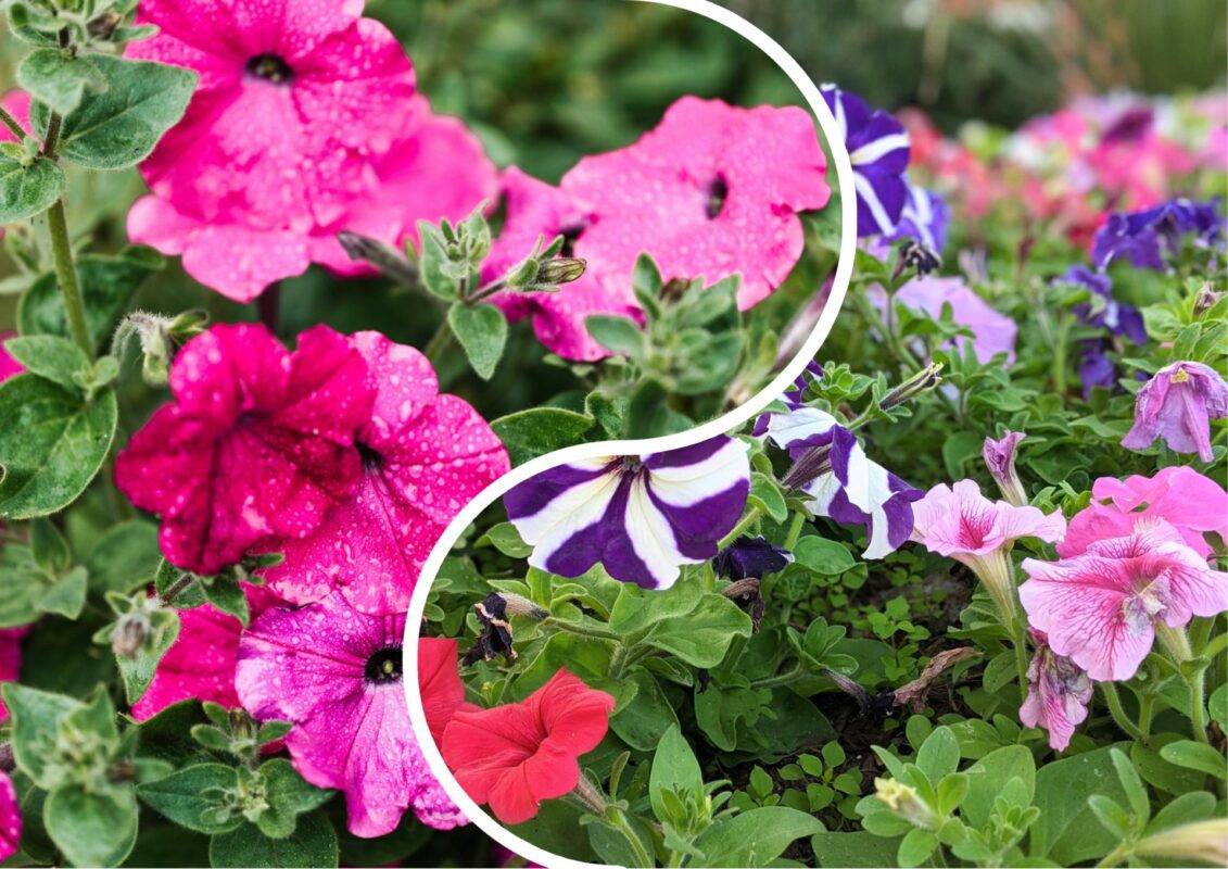 Садівник розповів, чому петунії стають липкими
