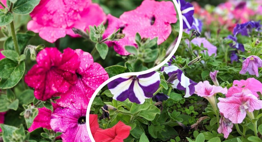 Все змінюється за одну ніч: якщо ваши петунії раптом стали липкими – 3 причини і що зараз робити 