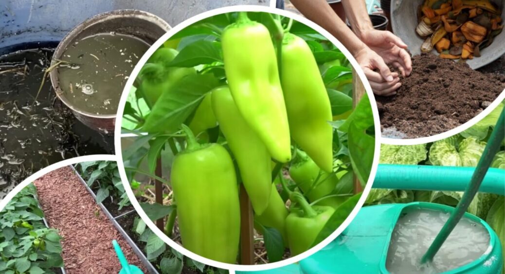 Перці будуть цвісти і давати плоди навіть у спеку, якщо зробити з ними у липні цю 1 просту дію 