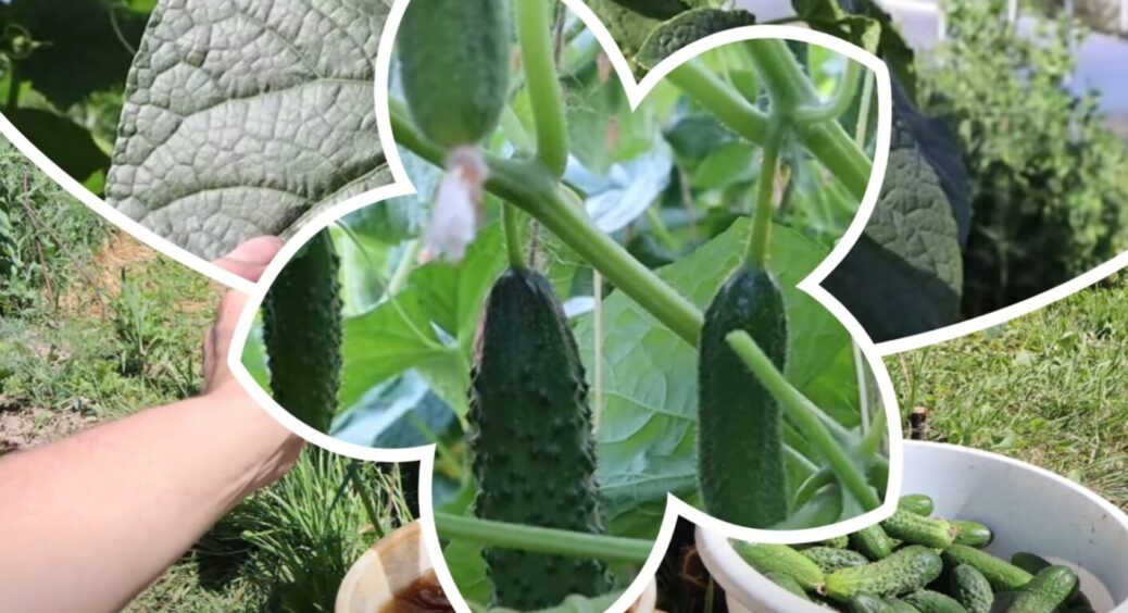Поливав огірки цим, за порадою вінничан, і урожай збільшився в 3 рази: тепер розповідаю вам 