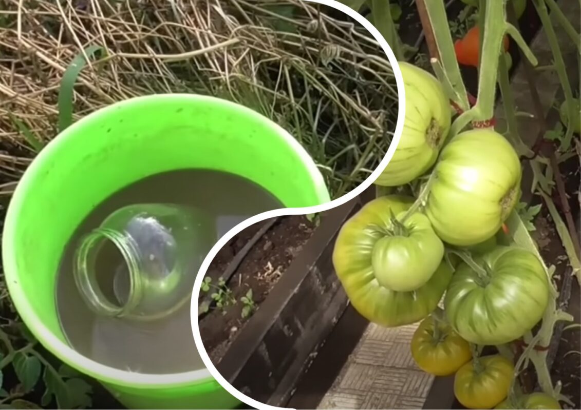 Городники назвали найголовніше підживлення для томатів у липні