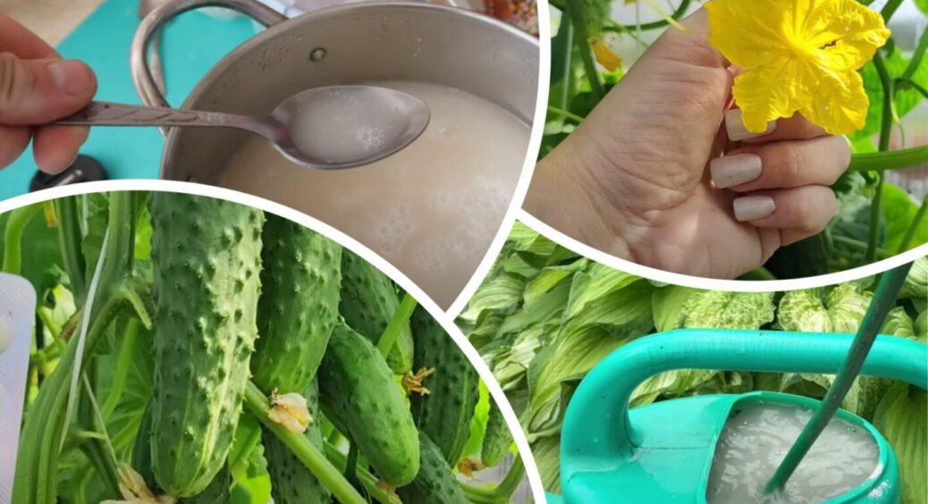 Через 12 годин вранці після цієї дії огірки почнуть плодоносити вдвічі більше: час вже пішов 
