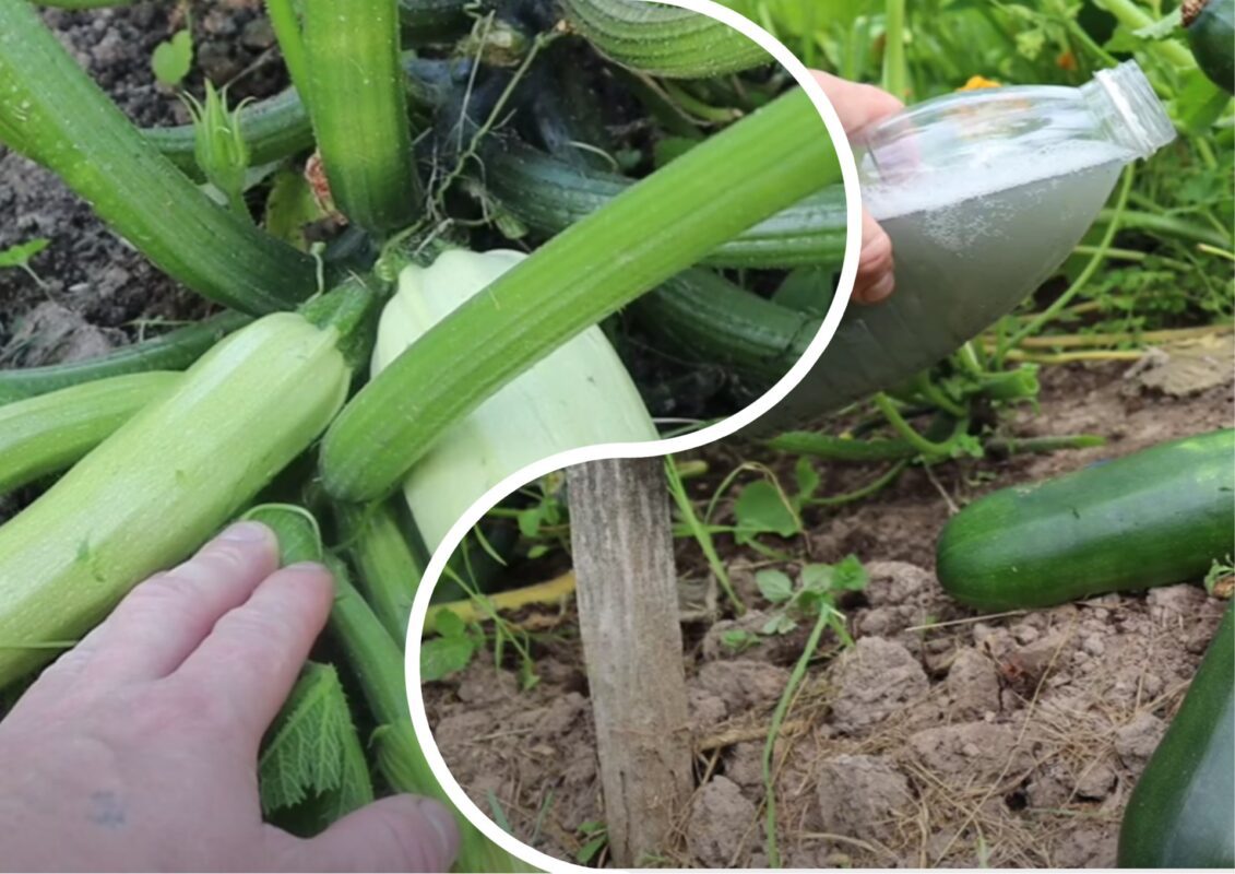 Городники розповіли про найкращу підгодівлю для кабачків у липні