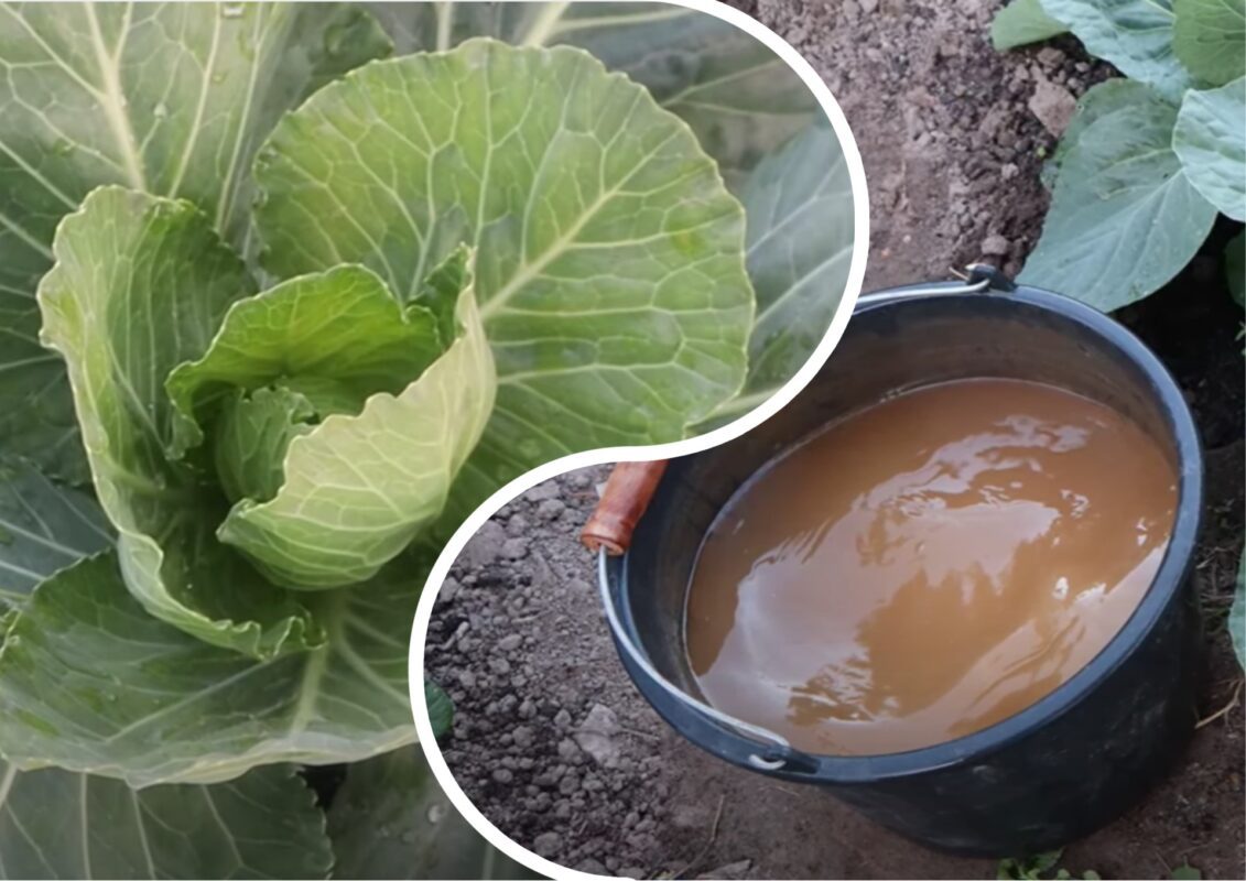 Городники назвали найголовніше підживлення для капусти в липні