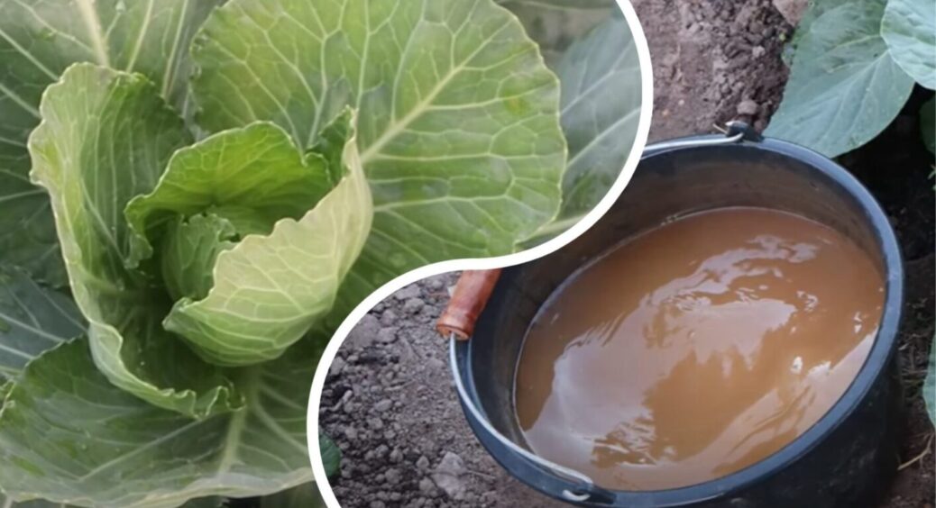 Не дріжджі і не компост: капуста дає на 35% більше врожаю після цього підживлення – лише 2 ложки 