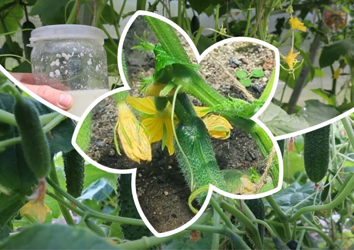 Садівники пояснили, з яких овочів у липні обов'язково слід обрізати батоги