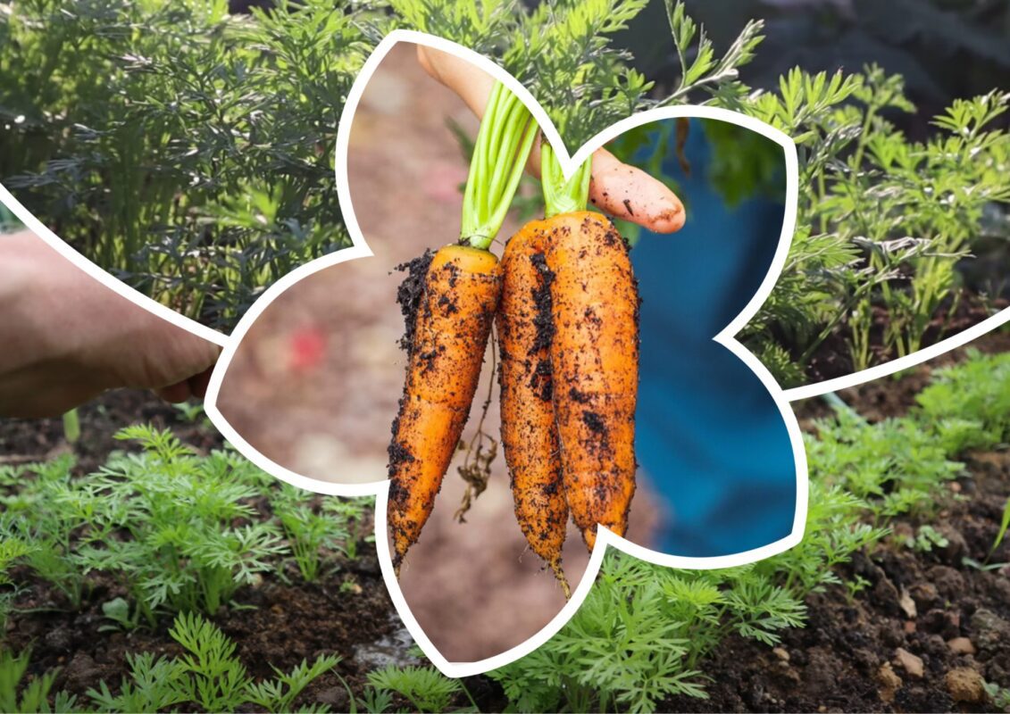 Агроном розповів, як виростити велику та солодку моркву 