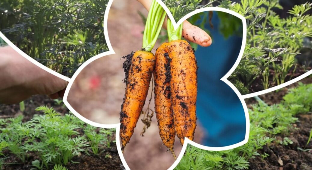 З 15 по 25 серпня для моркви – обовʼязково: 1 столова ложка цього, і урожай ого-го 