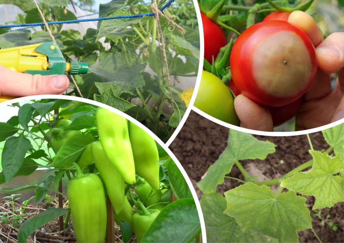 Городники розповіли, що треба зробити, щоб овочі не жовтіли та не гнили