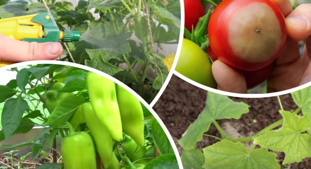 Якщо томати, перці та огірки гниють та жовтіють – змішайте ці 2 інгредієнти і все відновиться 