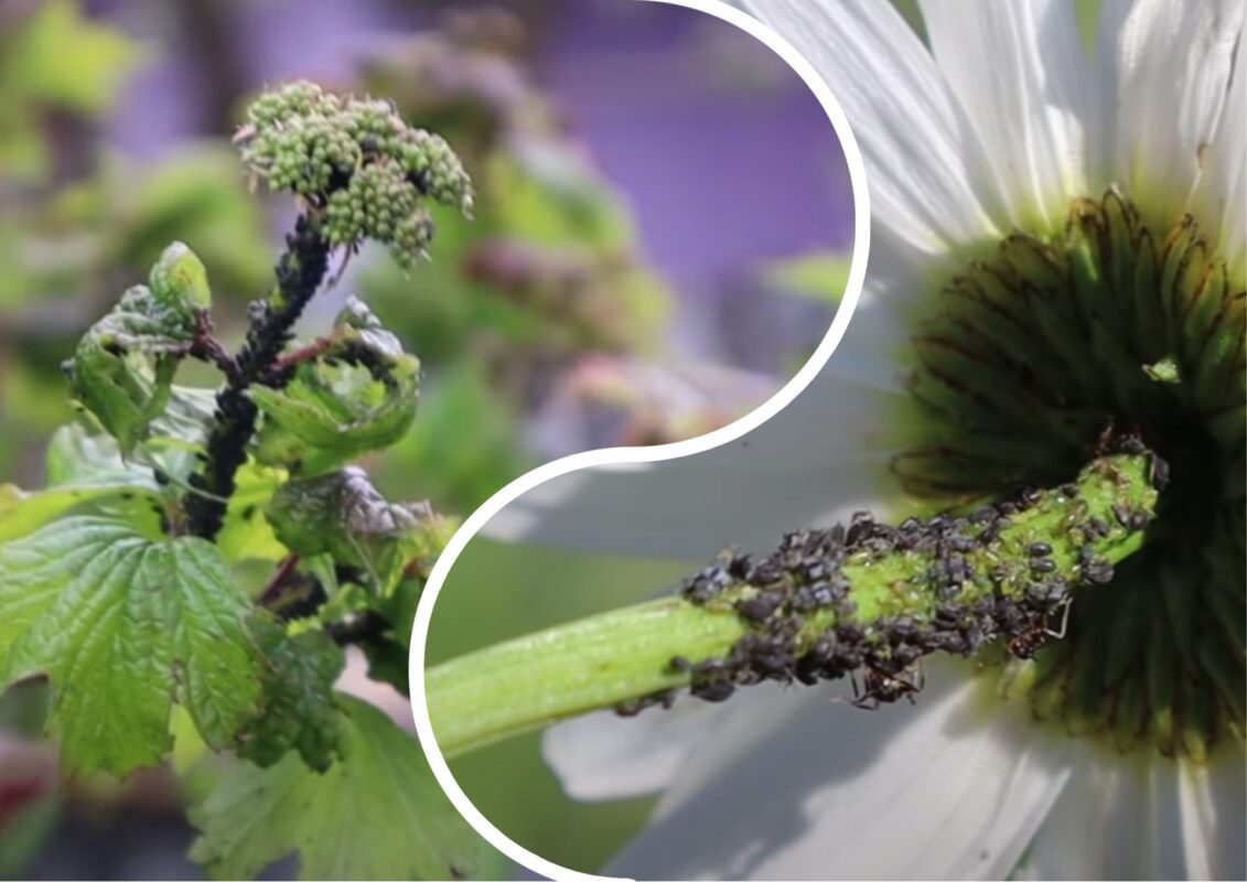 Садівники розповіли, де насправді зимує попелиця і як з нею боротися