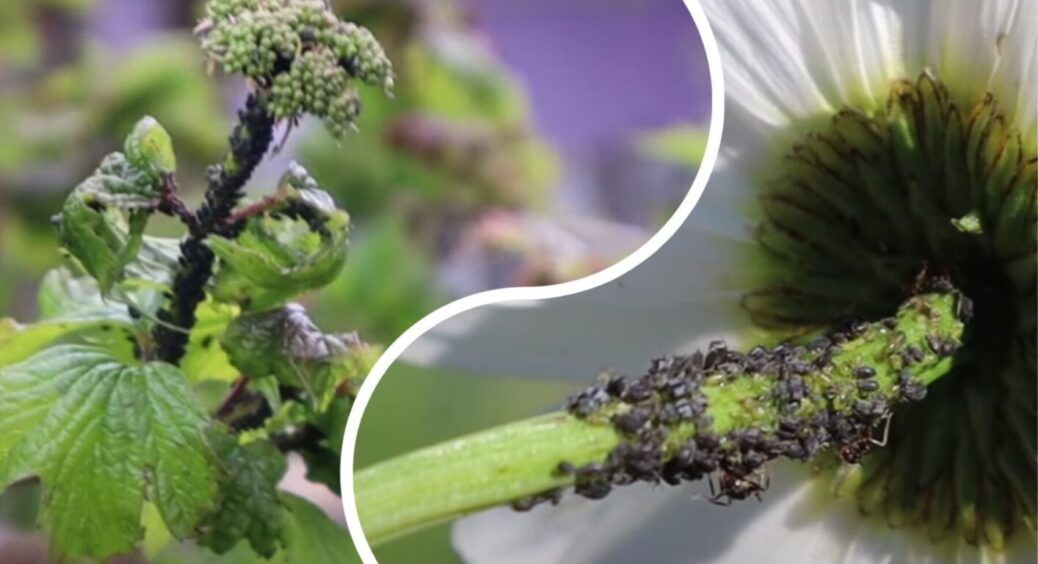 Де зимує попелиця? Вся правда про садового шкідника і що можна зробити – є час до 1 грудня 