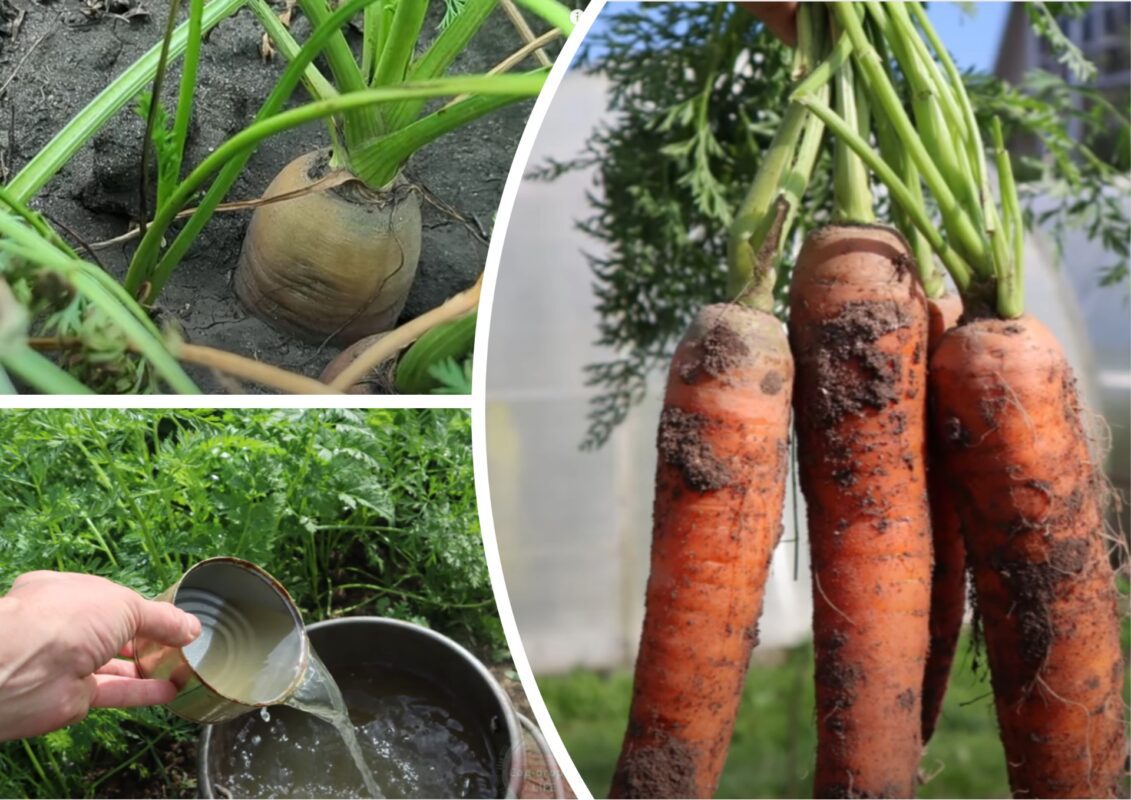 Городники дали рецепт останнього підживлення для моркви перед викопуванням