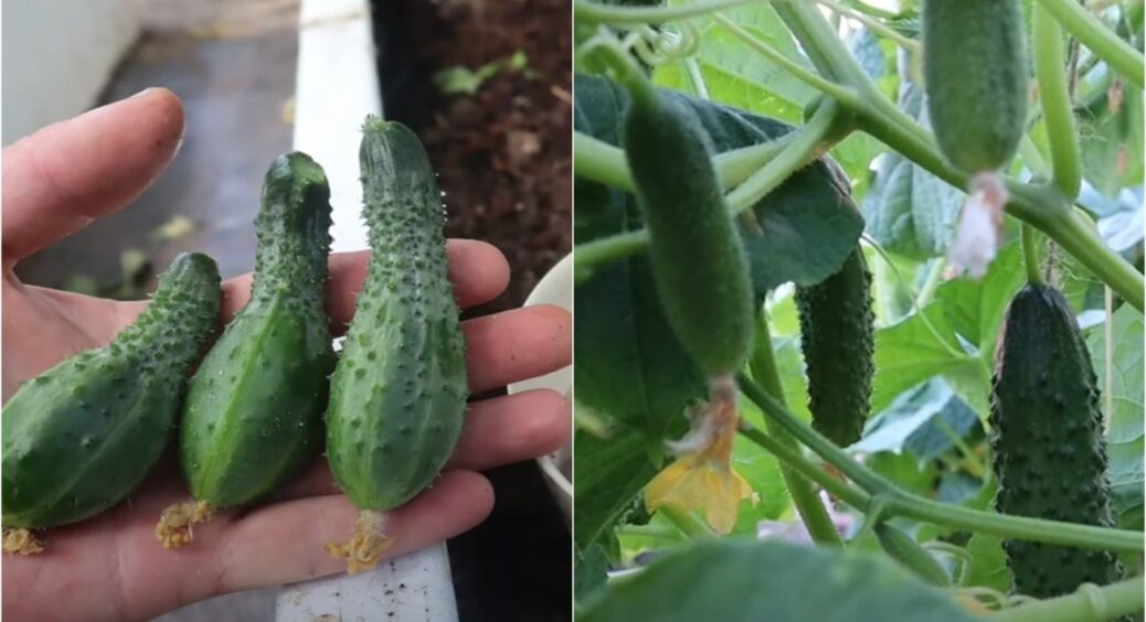 4 ст. л. на 10 л. води! Огірки ростуть як на дріжджах до жовтня і на Київщині, і в Чернівцях 