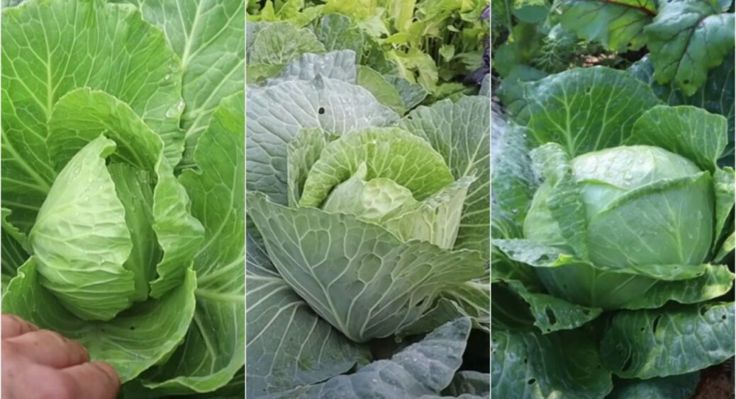 Град “дав відірватися” капусті? Це потрібно робити, щоб вона відновилася – листя буде ого-го 