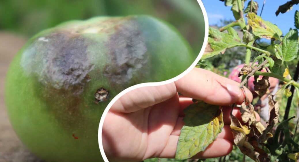 Викинула всі свої засоби від фітофтори в смітник, бо знайшла найкращий для томатів – 100% діє 