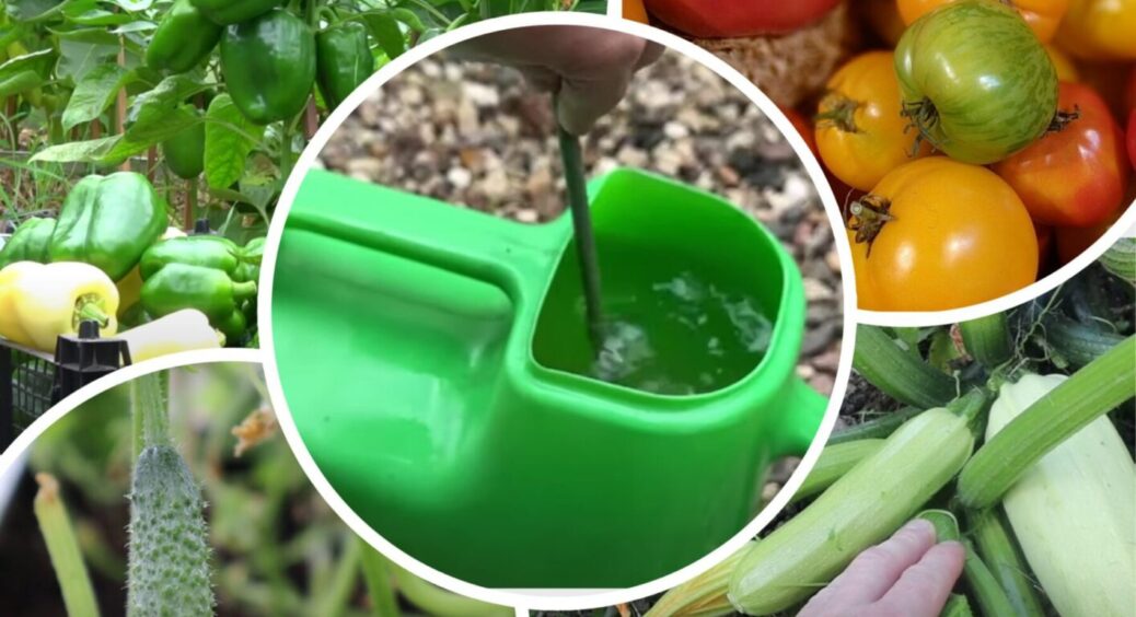 Не зола і не дріжджі: з ЦИМ всі овочі на городі будуть плодоносити ще 5 місяців – до листопада 