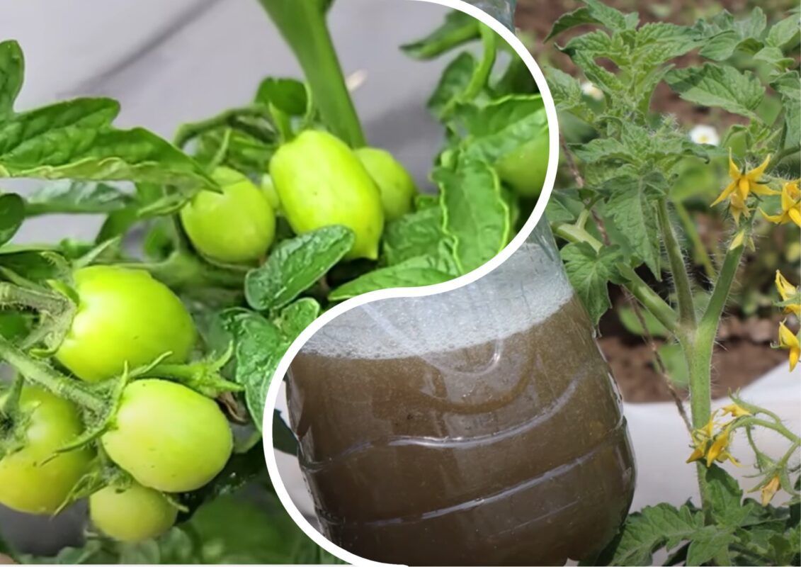 Городники із Полтави розповіли, як збільшити врожай томатів у 2025 році на 50%