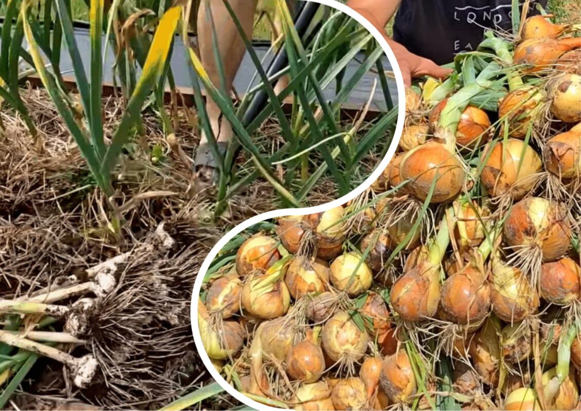 Городники розповіли, що потрібно зробити з грядками після збору цибулі та часнику