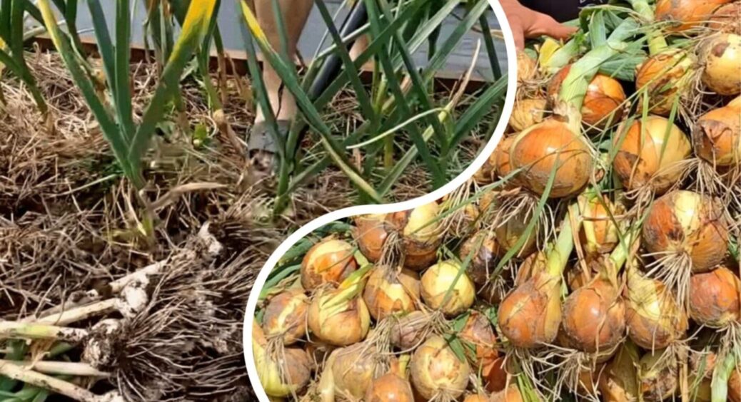 Коли збирати озимий часник та цибулю у Києві, Одесі та Чернівцях: ці дати — найкращі 