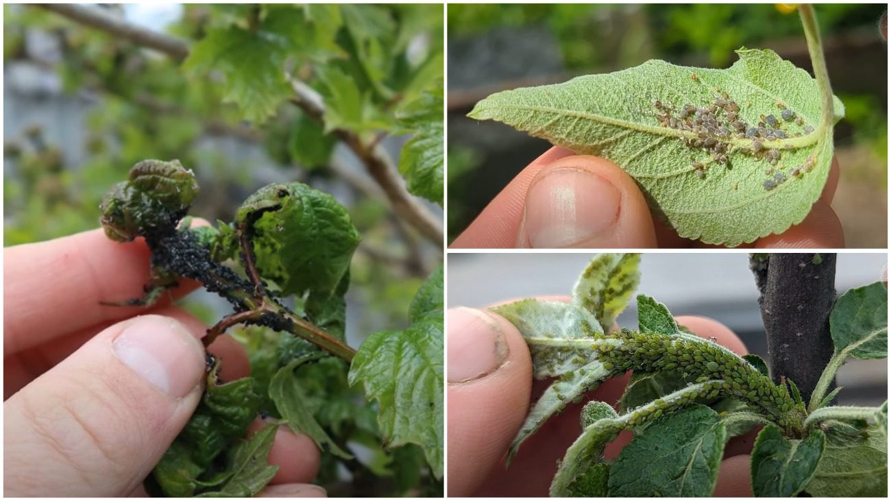 Садівники дали рецепт від попелиці: допомагає навіть у найзапущеніших випадках