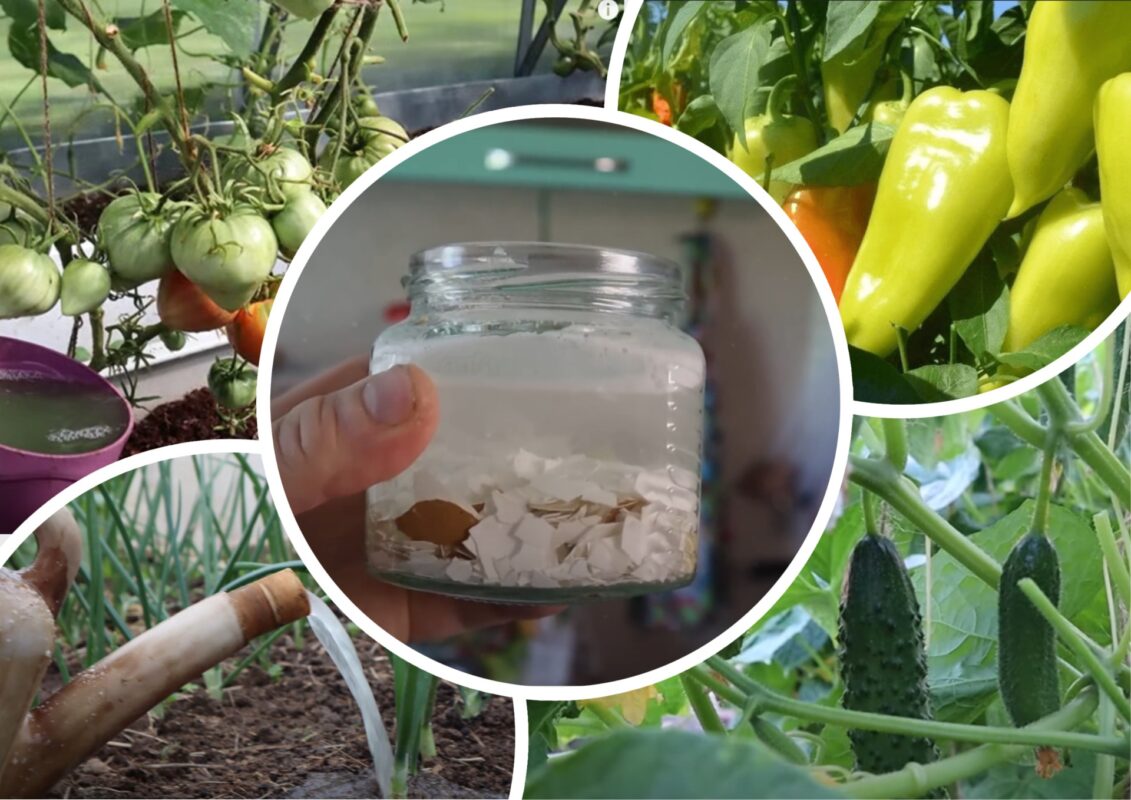 Городники назвали найкраще натуральне добриво з кальцієм