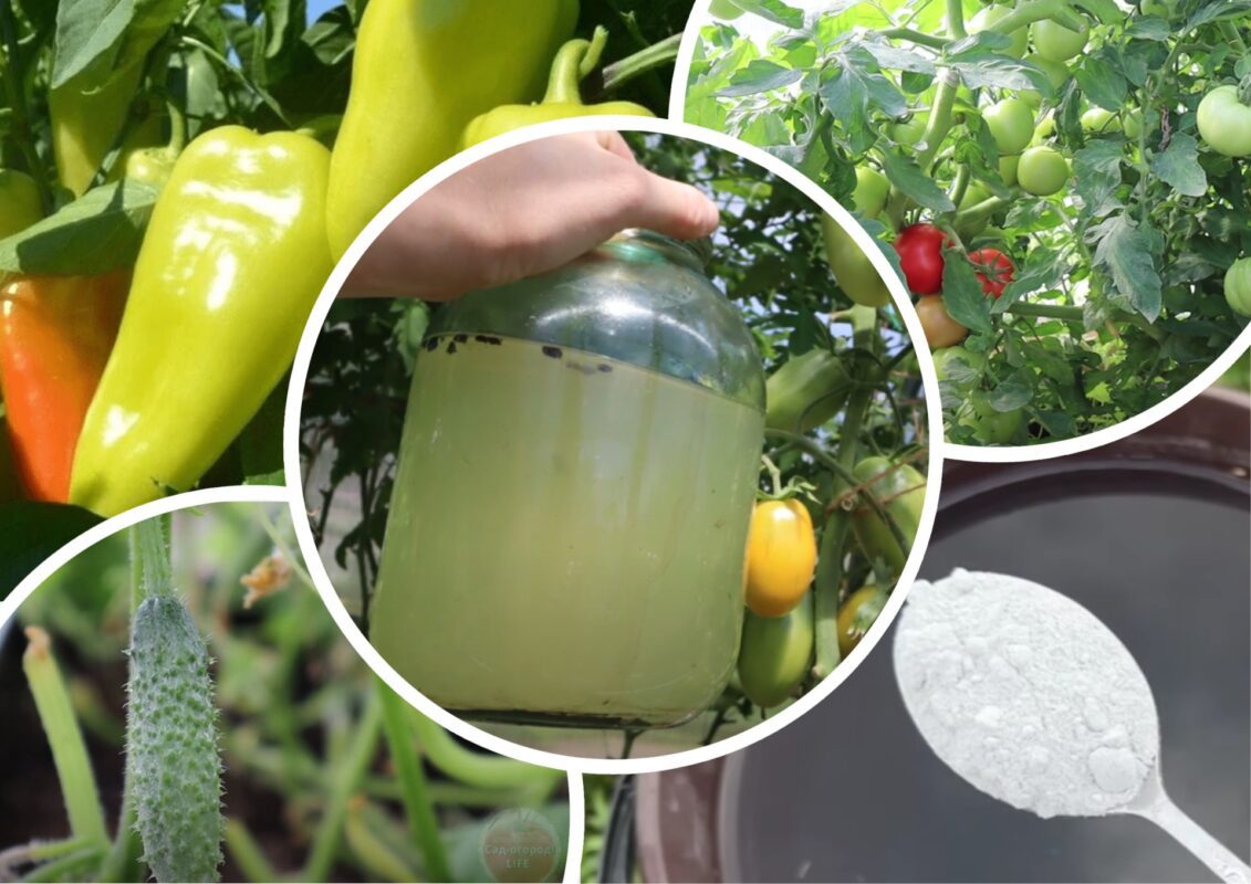 Городники назвали найкраще добриво для овочів із швидким фосфором