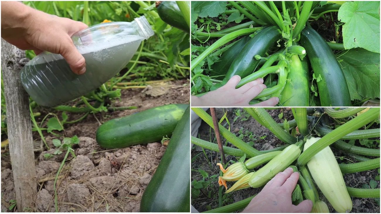 Городники розповіли, чим краще підгодувати кабачки у липні та серпні 2025