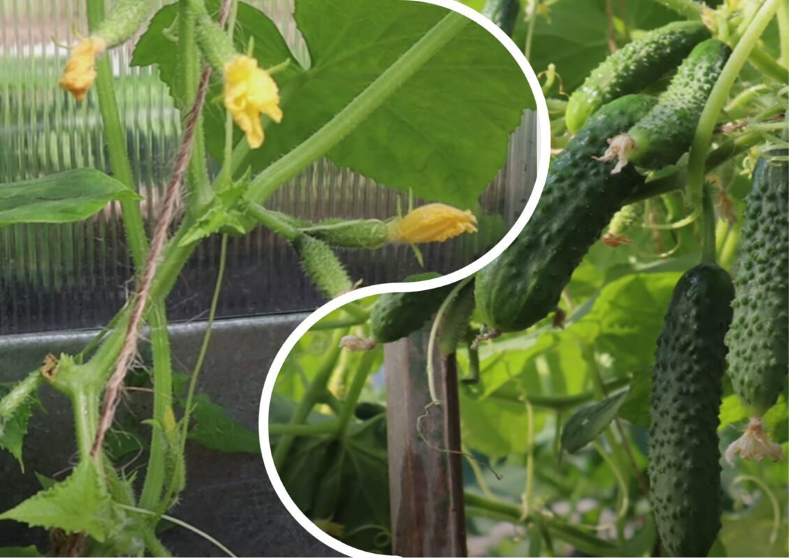 Городниця розповіла, що робити, коли зав'язей багато, а огірки не ростуть