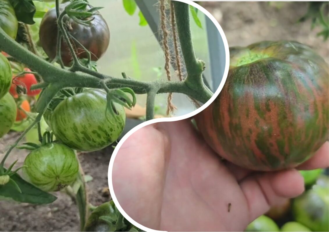 Городники назвали найурожайніший томат для всіх регіонів України