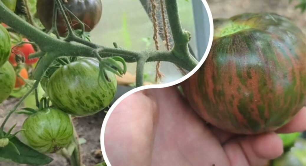 Забудьте про знаменитий Монгольський карлик, бо знайшли найкращий сорт томату – чемпіон 2025 