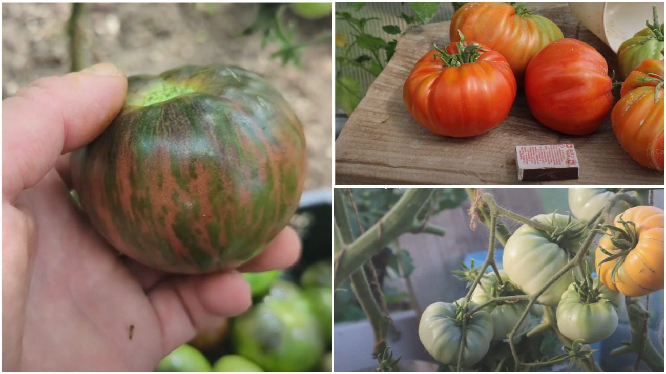 Городники назвали найкращі сорти помідорів для їжі