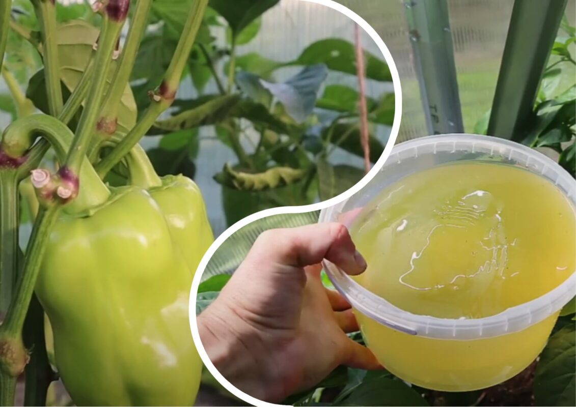 Городники назвали найкраще добриво для солодкого перцю у 2025 році