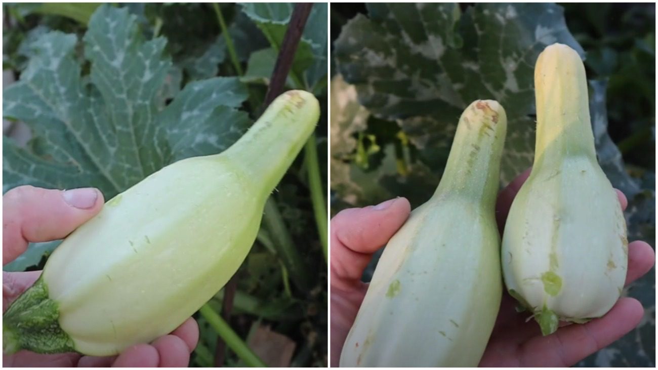 Городники розповіли, що зробити, щоб кабачки були ідеальної форми