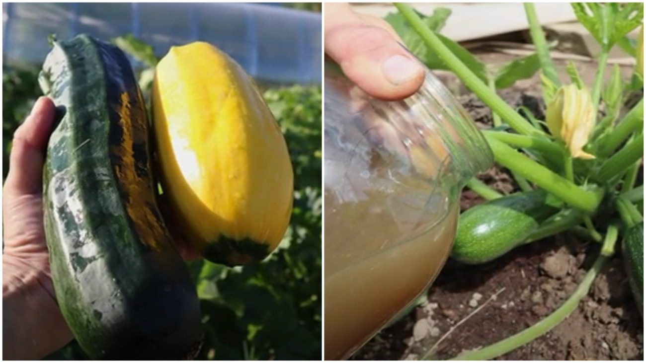 Городники розповіли, як доглядати за кабачками на грядках в саму спеку