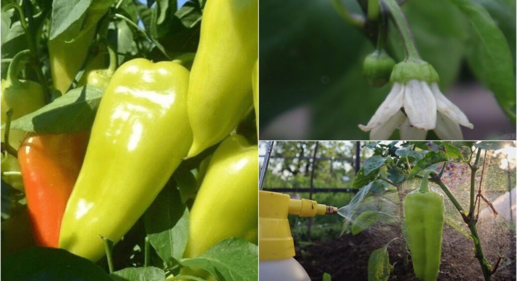 Перець буде плодоносити нон-стоп 3 місяці – аж до холодів: головне підживлення у серпні 