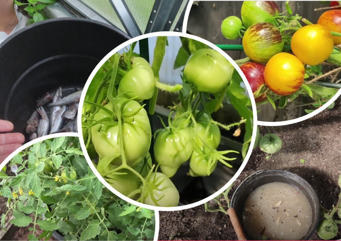 Городники назвали найкраще добриво для помідорів у 2025 році