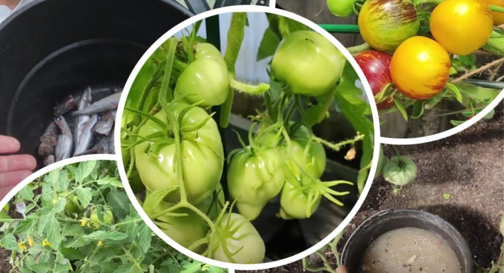Це краще, ніж суперфосфат калію та багатьох інших добрив: помідори збираємо по 30 штук з куща 