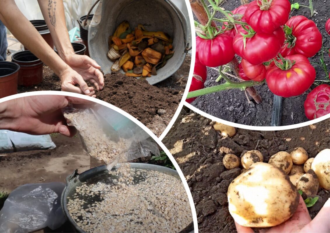 Городники розповіли про модне японське добриво, яке можна зробити самостійно