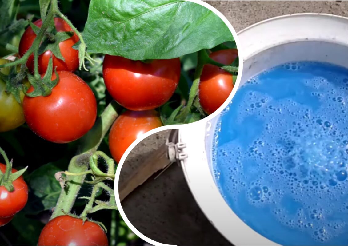 Городники із Закарпаття розповіли, як борються з фітофторою на томатах