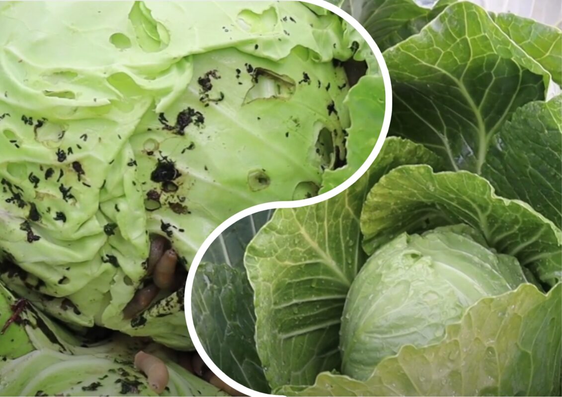 Городники розповіли, чим обробити капусту від шкідників та хвороб: 2 в 1