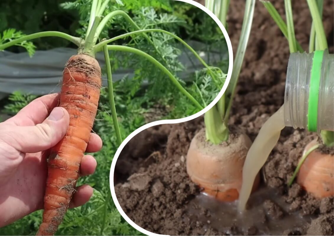 Агроном розповів, що додавати у лунку з морквою