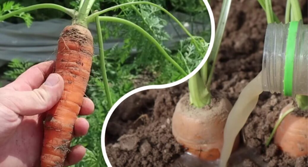 Лити чи не лити, ось у чому питання: 1 особливість догляду за морквою у липні змінює все 