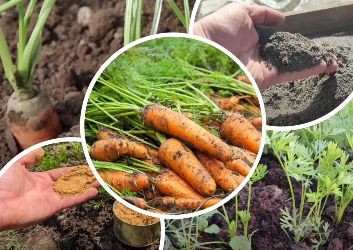 Агроном розповів, як виростити ідеальну моркву