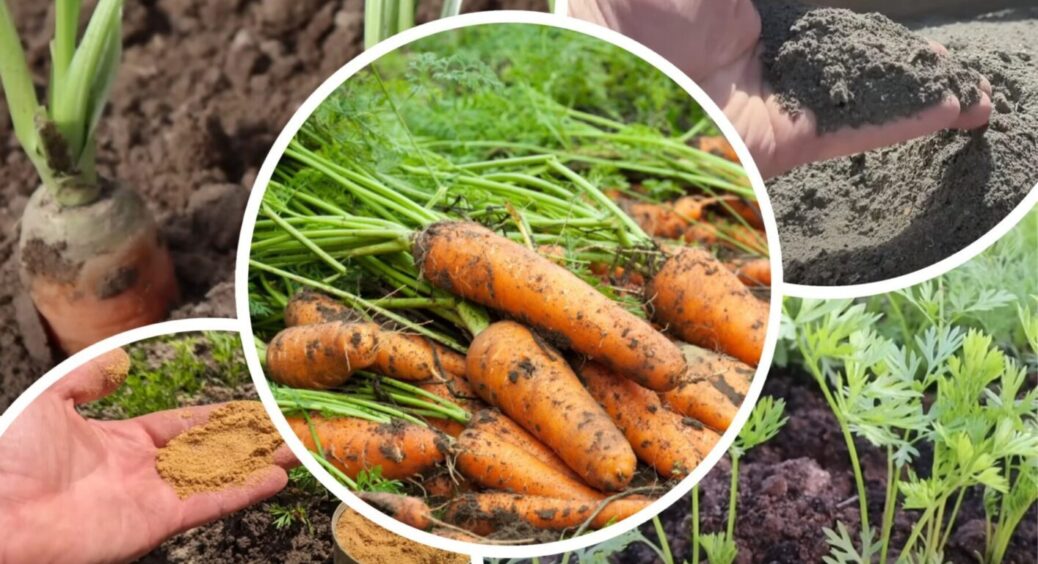 Якщо ваша морква зростаєте дрібною – відразу дістаємо з сараю ЦЕ: у вас ще є 14 днів та ночей 